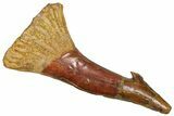 Bargain, Fossil Sawfish (Onchopristis) Rostral Barb - Morocco #366683-1